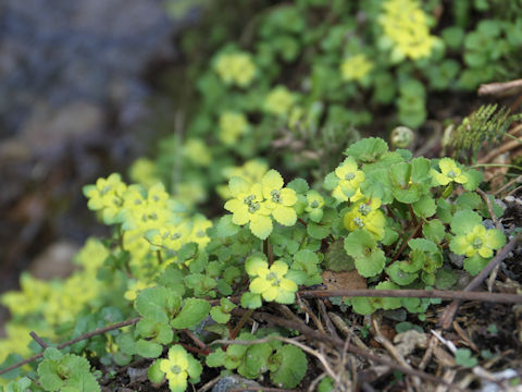 Chrysosplenium grayanum