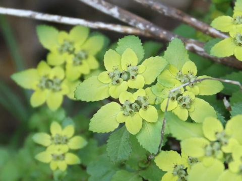 Chrysosplenium grayanum