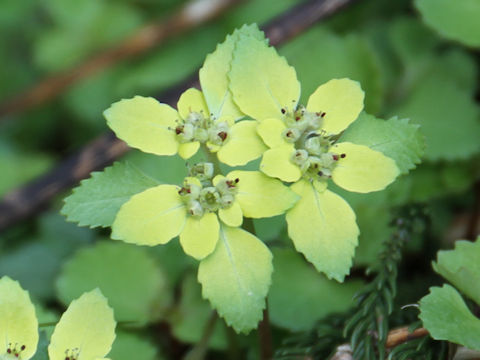 Chrysosplenium grayanum