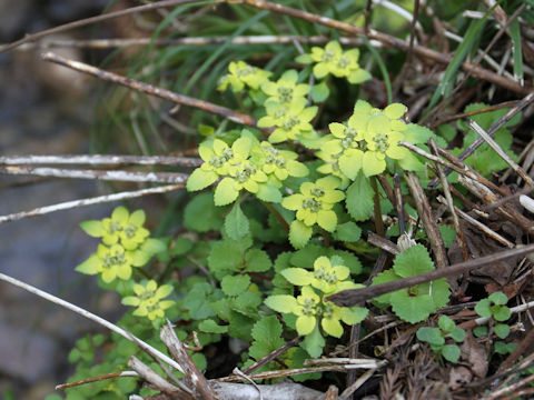 Chrysosplenium grayanum