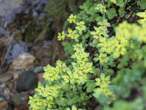 Chrysosplenium grayanum