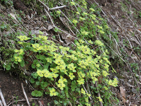 Chrysosplenium grayanum