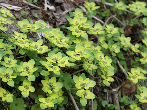 Chrysosplenium grayanum