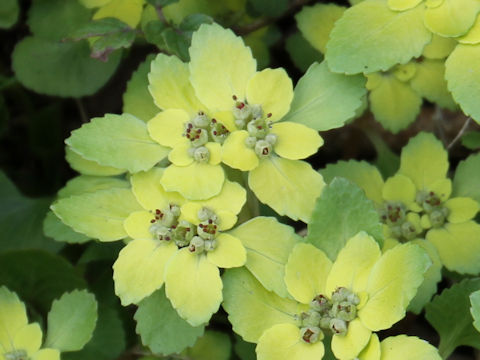 Chrysosplenium grayanum