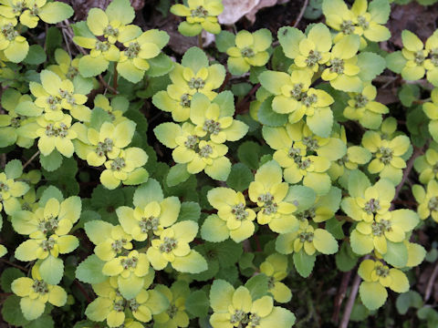 Chrysosplenium grayanum