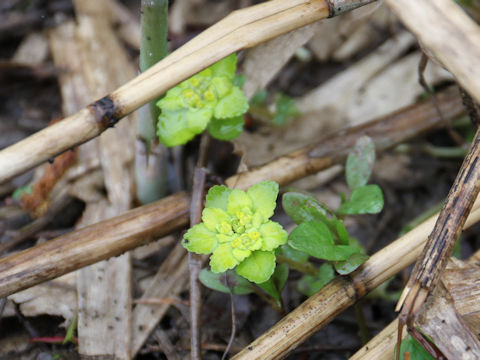 Chrysosplenium grayanum