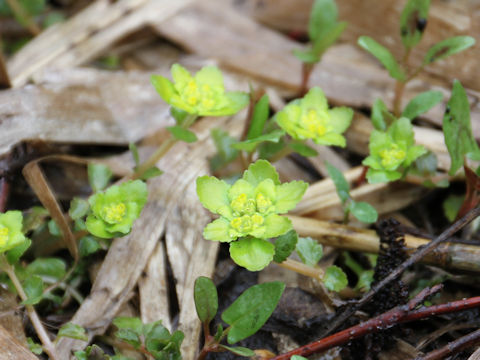 Chrysosplenium grayanum