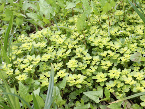 Chrysosplenium grayanum