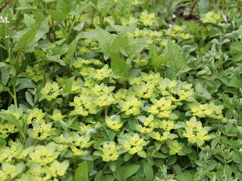 Chrysosplenium grayanum