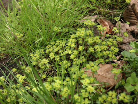 Chrysosplenium grayanum