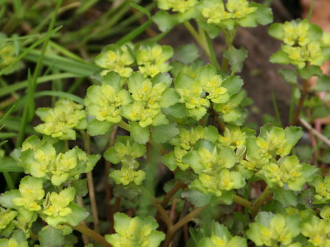 Chrysosplenium grayanum