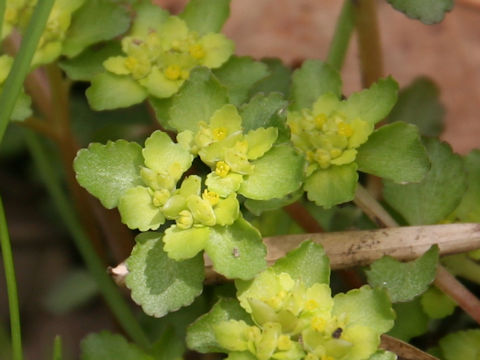 Chrysosplenium grayanum