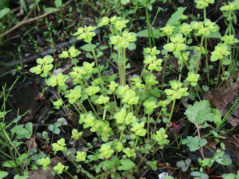 Chrysosplenium grayanum