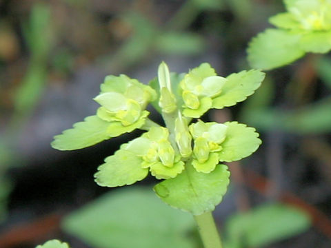 Chrysosplenium grayanum