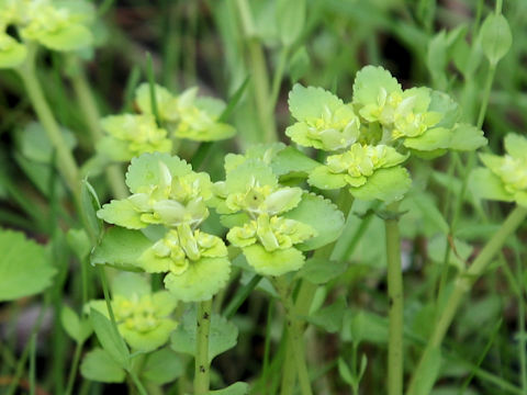 Chrysosplenium grayanum