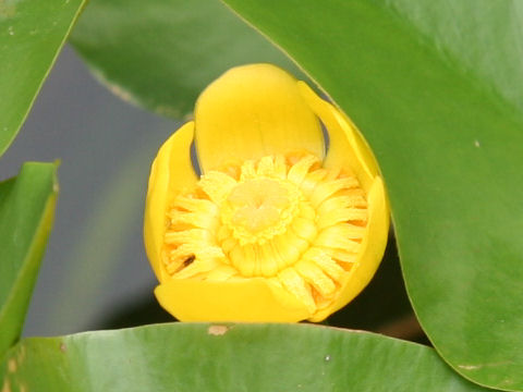 Nuphar pumilum