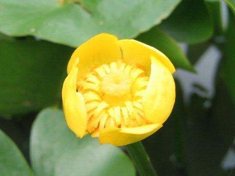 Nuphar pumilum