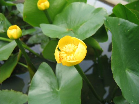 Nuphar pumilum