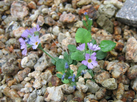 Primula coneifolia