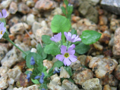 Primula coneifolia