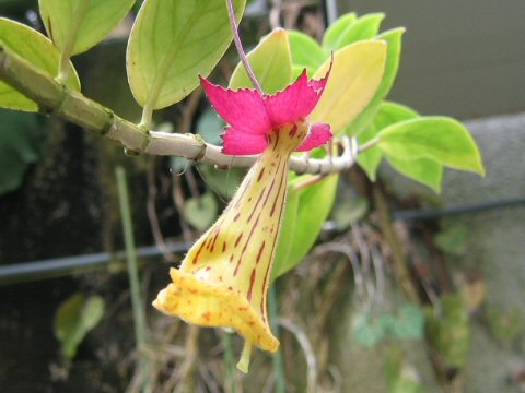 Nematanthus brasiliensis