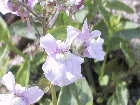 Nemesia caerulea