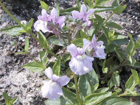 Nemesia caerulea