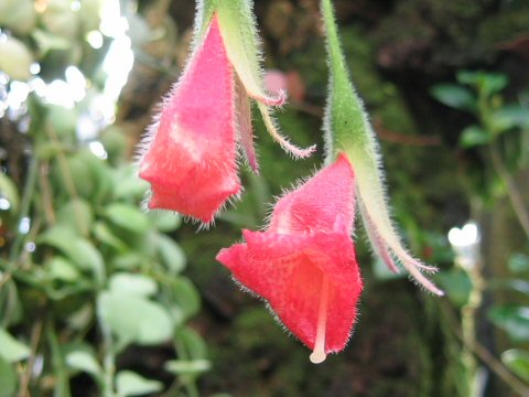 Nematanthus crassifolius