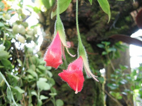 Nematanthus crassifolius