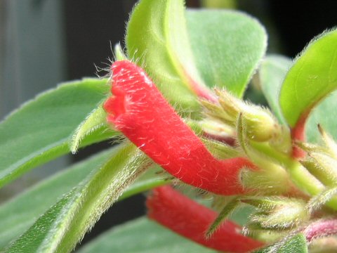 Nematanthus fluminensis