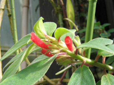 Nematanthus fluminensis