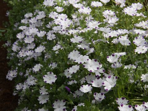 Nemophila maculata