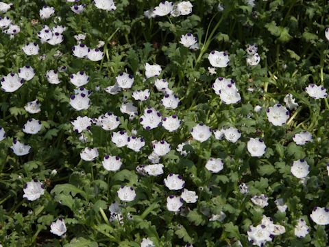 Nemophila maculata