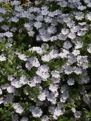 Nemophila maculata