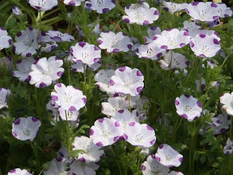 Nemophila maculata