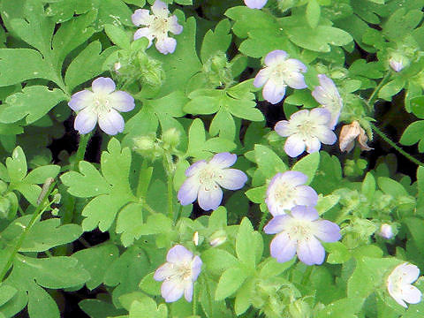 ネモフィラ メンジェシー Nemophila Menziesii