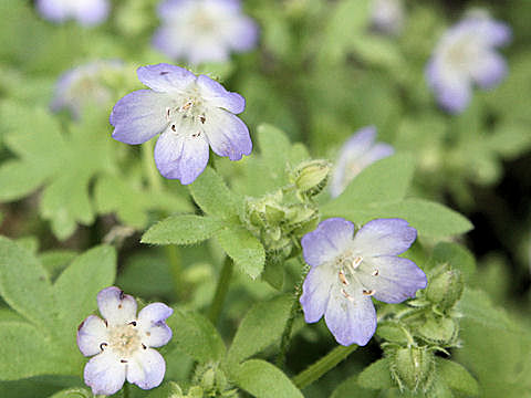 Nemophila menziesii