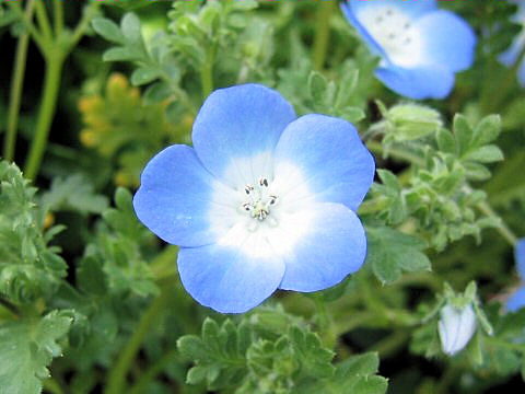 ネモフィラ メンジェシー Nemophila Menziesii