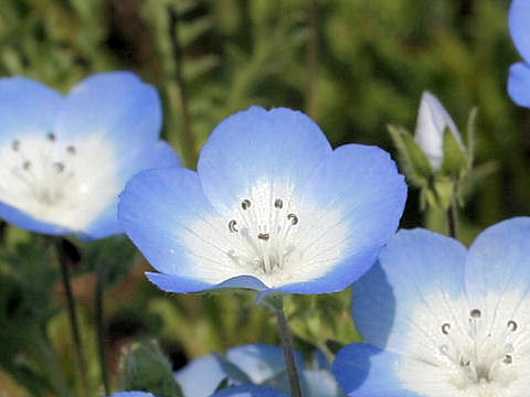 ネモフィラ メンジェシー Nemophila Menziesii