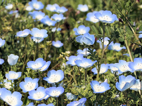 ネモフィラ メンジェシー Nemophila Menziesii