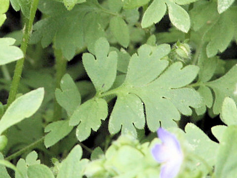 Nemophila menziesii