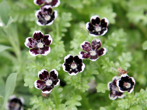 Nemophila menziesii cv. Penny Black