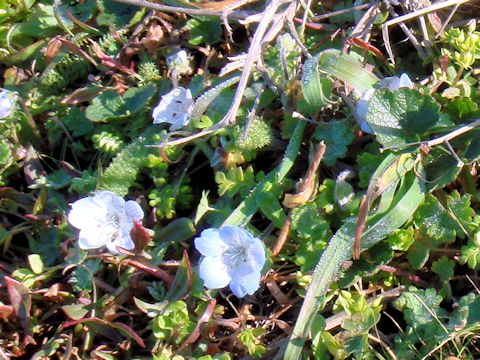 Nemophila menziesii