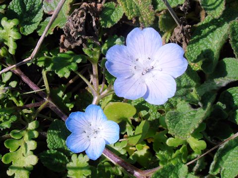 Nemophila menziesii