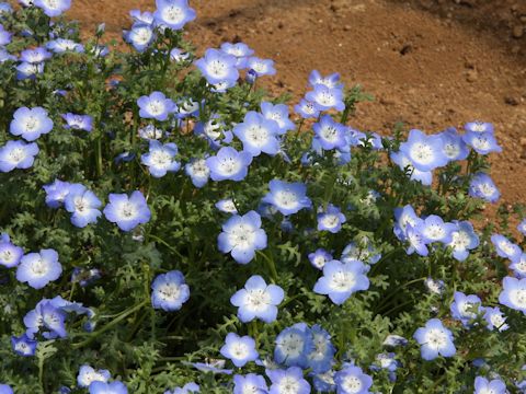 ネモフィラ メンジェシー Nemophila Menziesii