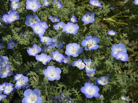 Nemophila menziesii cv. Insignis Blue