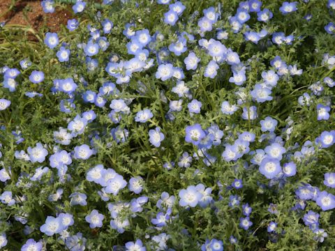 ネモフィラ メンジェシー Nemophila Menziesii