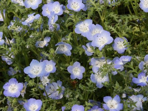 Nemophila menziesii cv. Insignis Blue