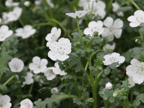 Nemophila menziesii cv. Snowstorm