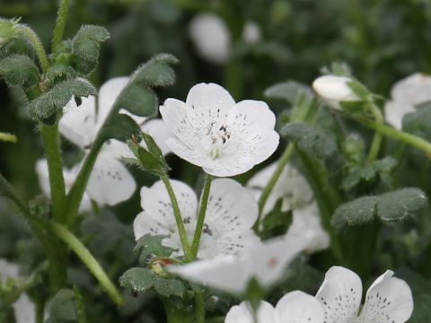 Nemophila menziesii cv. Snowstorm